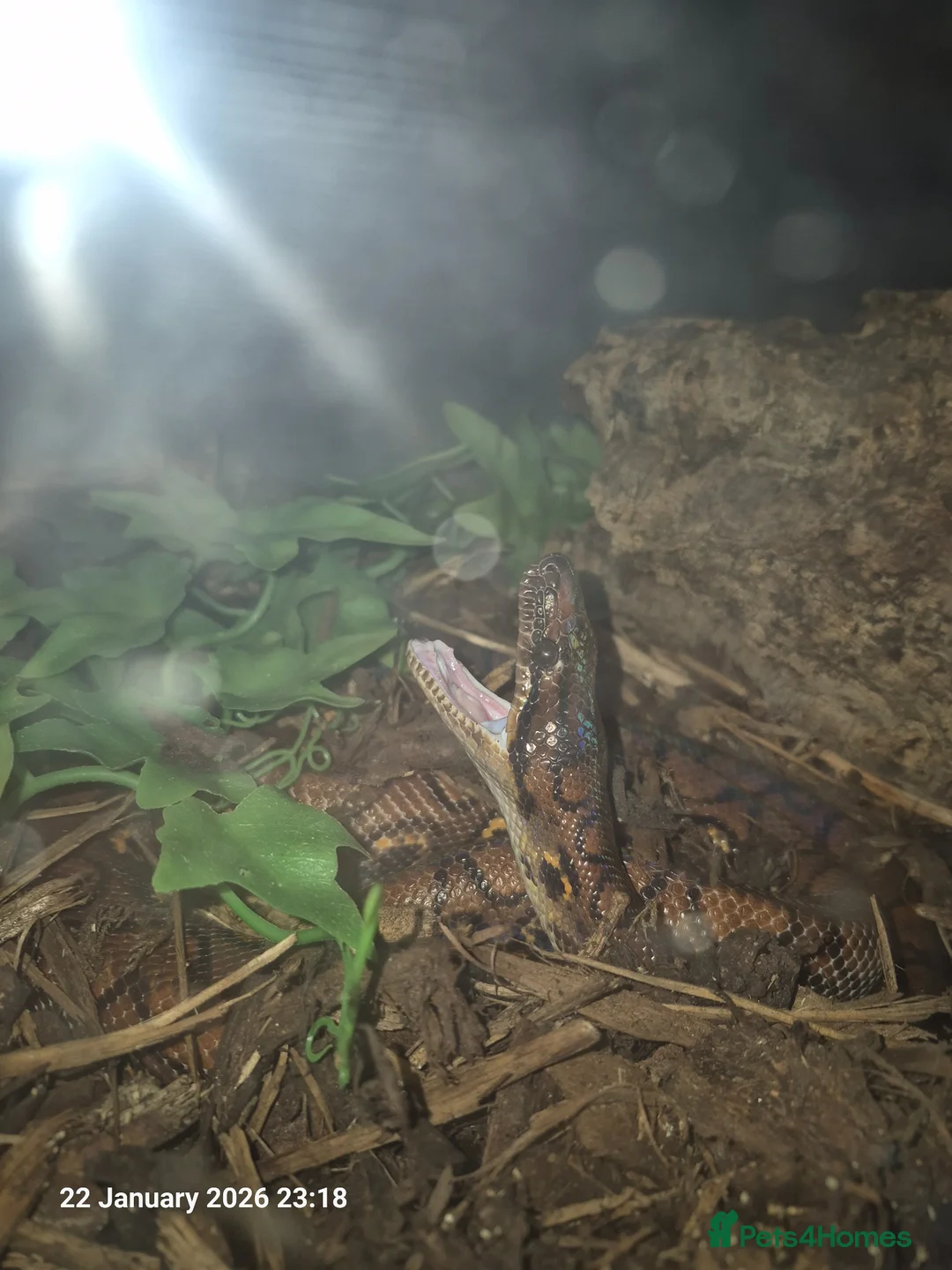 Boa Snake reptiles for sale: Rainbow boa  in Weymouth - Advert 1