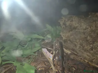 Boa Snake reptiles Rainbow boa - Advert 2