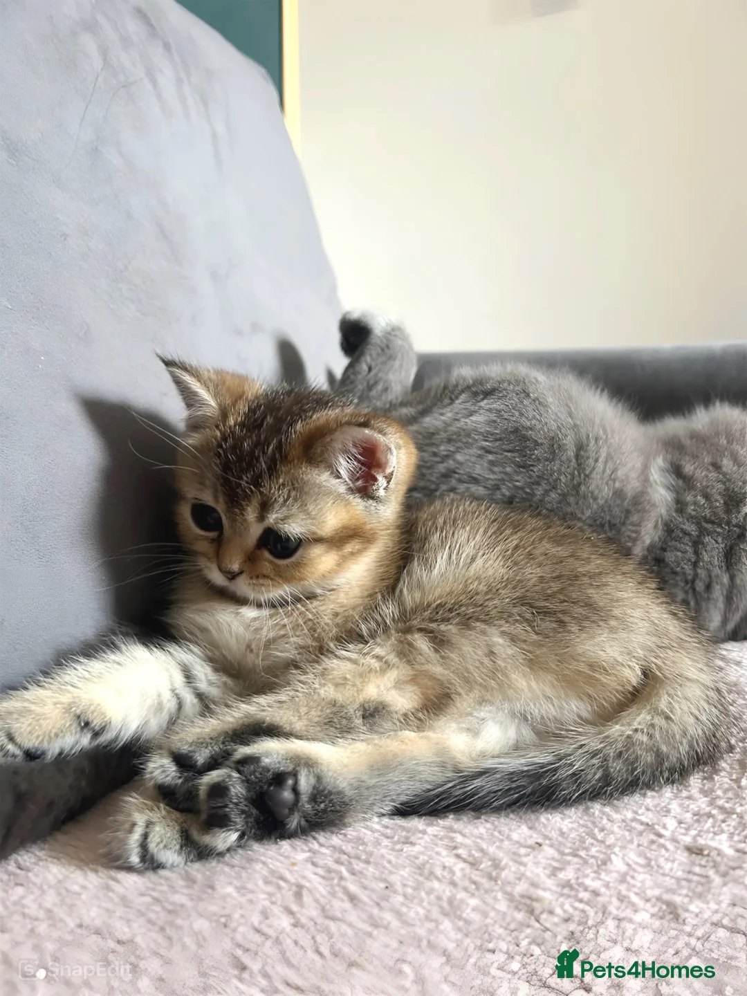 British Shorthair cats for sale: ONE LAST GORGEOUS BSH GIRL 🩷 - Advert 2