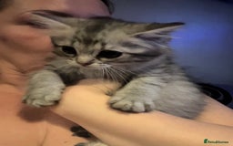 Perdoll cats for sale: Beautiful Perdoll Babies - Image 5