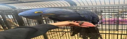 Macaws birds for sale: ⭐️ Stunning baby handreared Hyacinth Macaw ⭐️ - Advert 4