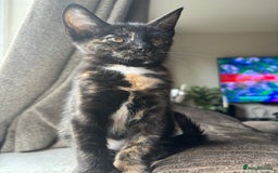 Bengal cats for sale: last girl Bengal/maine coon - Image 3