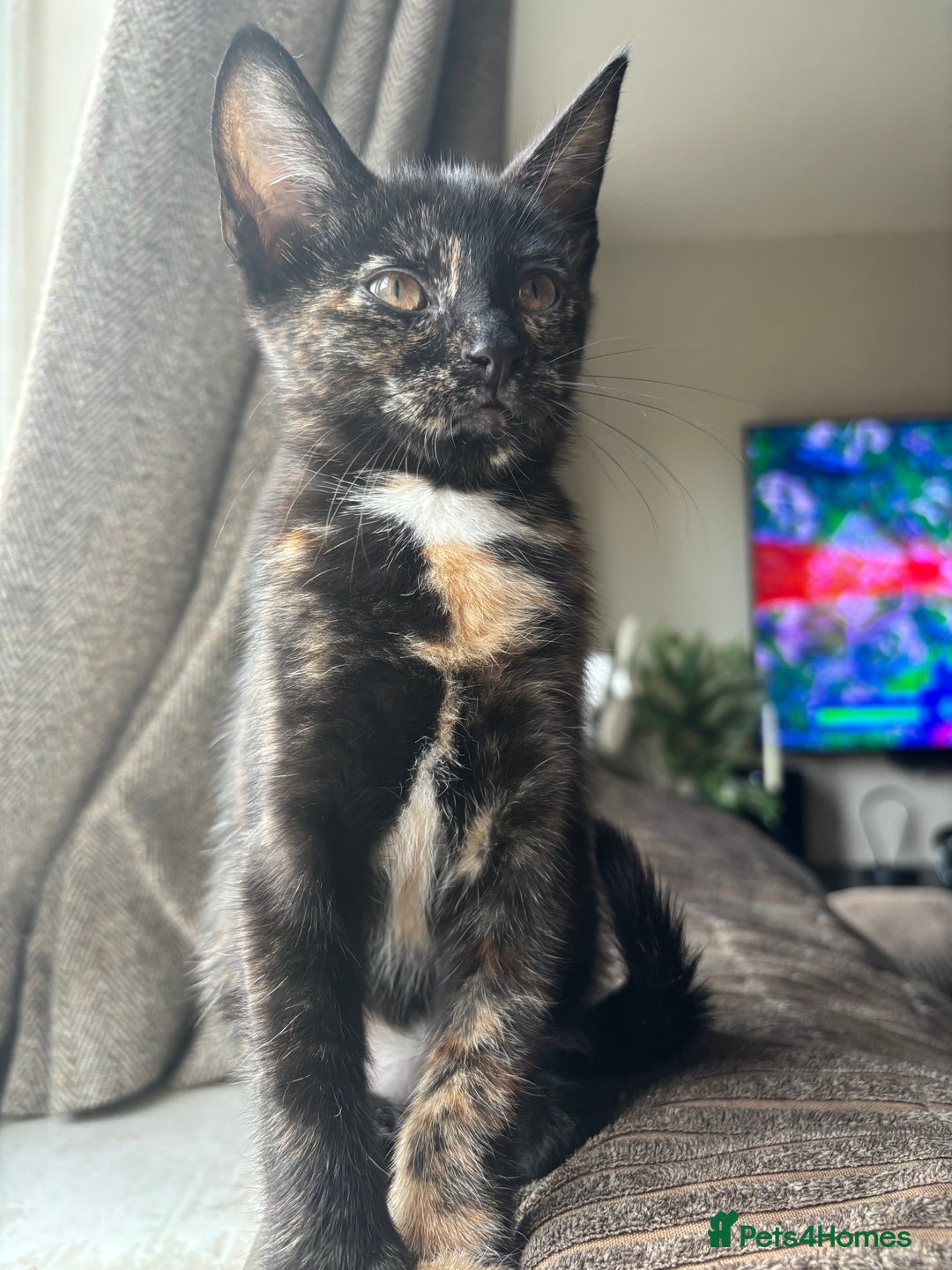 Bengal cats for sale: last girl Bengal/maine coon - Image 3