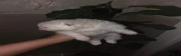 Pomeranian dogs for sale: Gorgeous white fluffy pomeranians in Preston - Advert 4