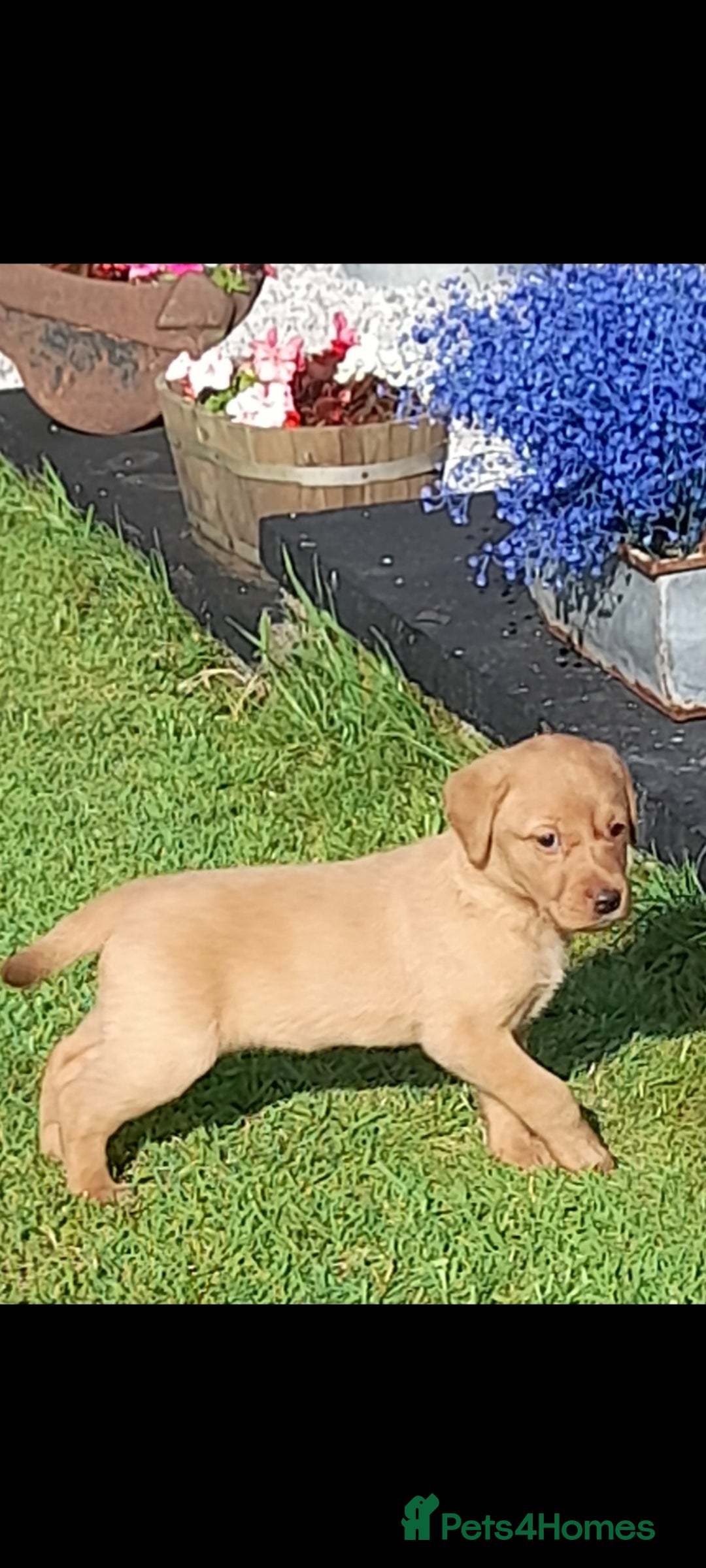 Labrador Retriever dogs for sale: Red fox labrador puppy's  - Image 10