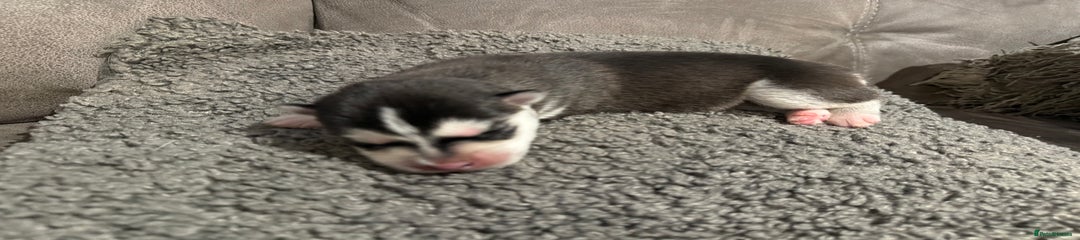 Siberian Husky Puppy 5