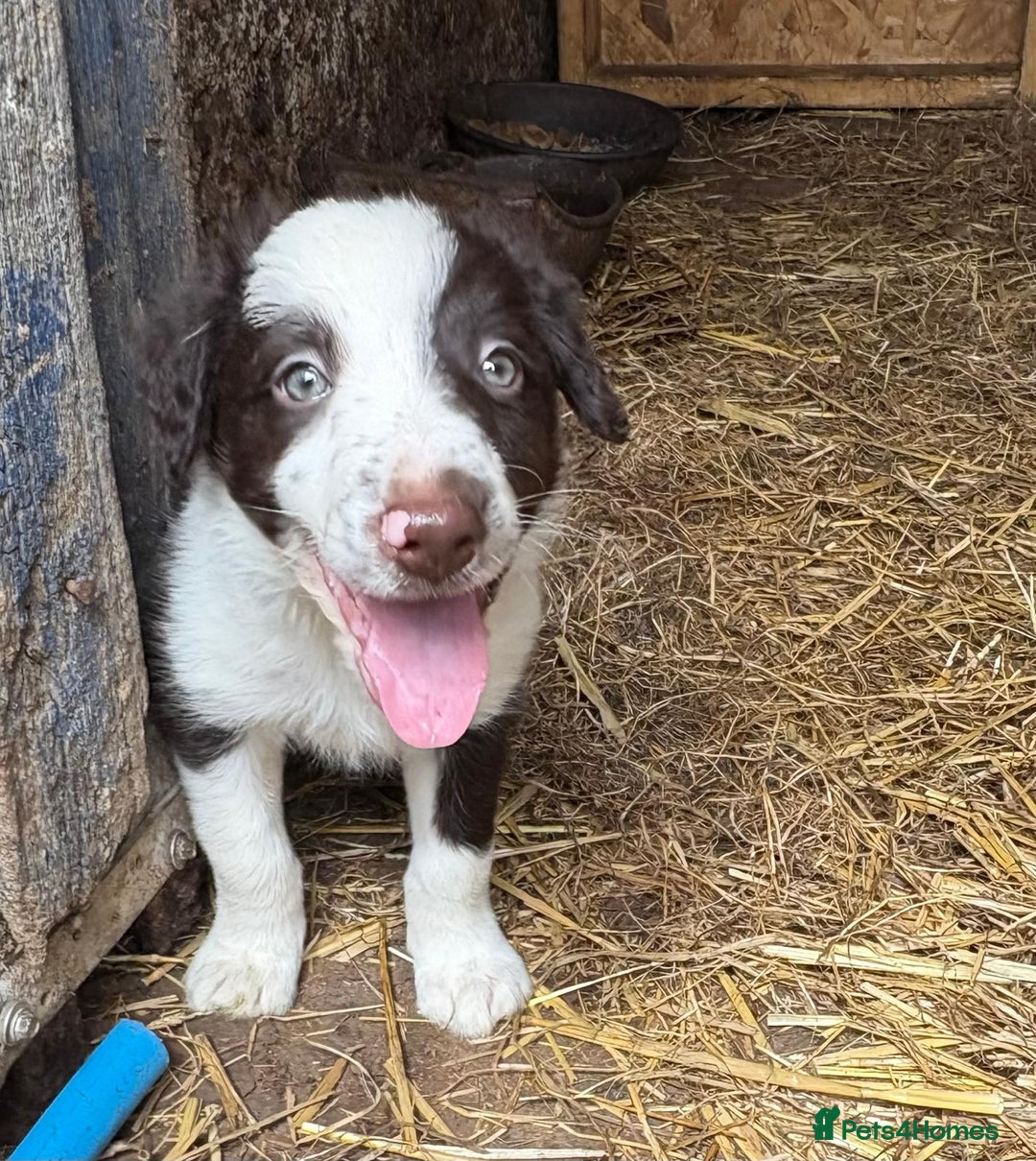 Border Collie dogs for sale: Red and white Border Collie Pups  - Image 9