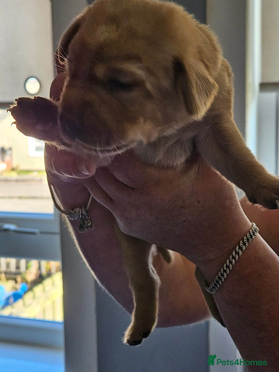 Labrador Retriever dogs for sale: Labrador Retriever  - Image 7