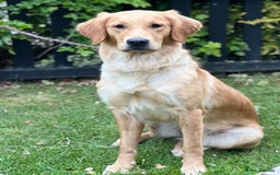 Golden Retriever dogs for sale:  KC Golden Retriever puppies - Image 1