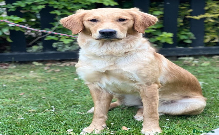 Golden Retriever dogs - Advert 2