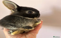 Netherland Dwarf rabbits for sale: Stunning pure bred Netherlands dwarf kits  - Image 9