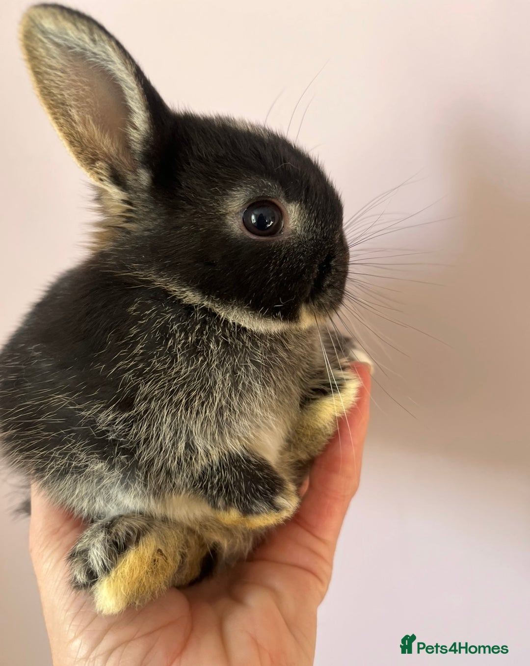 Netherland Dwarf rabbits for sale: Stunning pure bred Netherlands dwarf kits  - Image 9