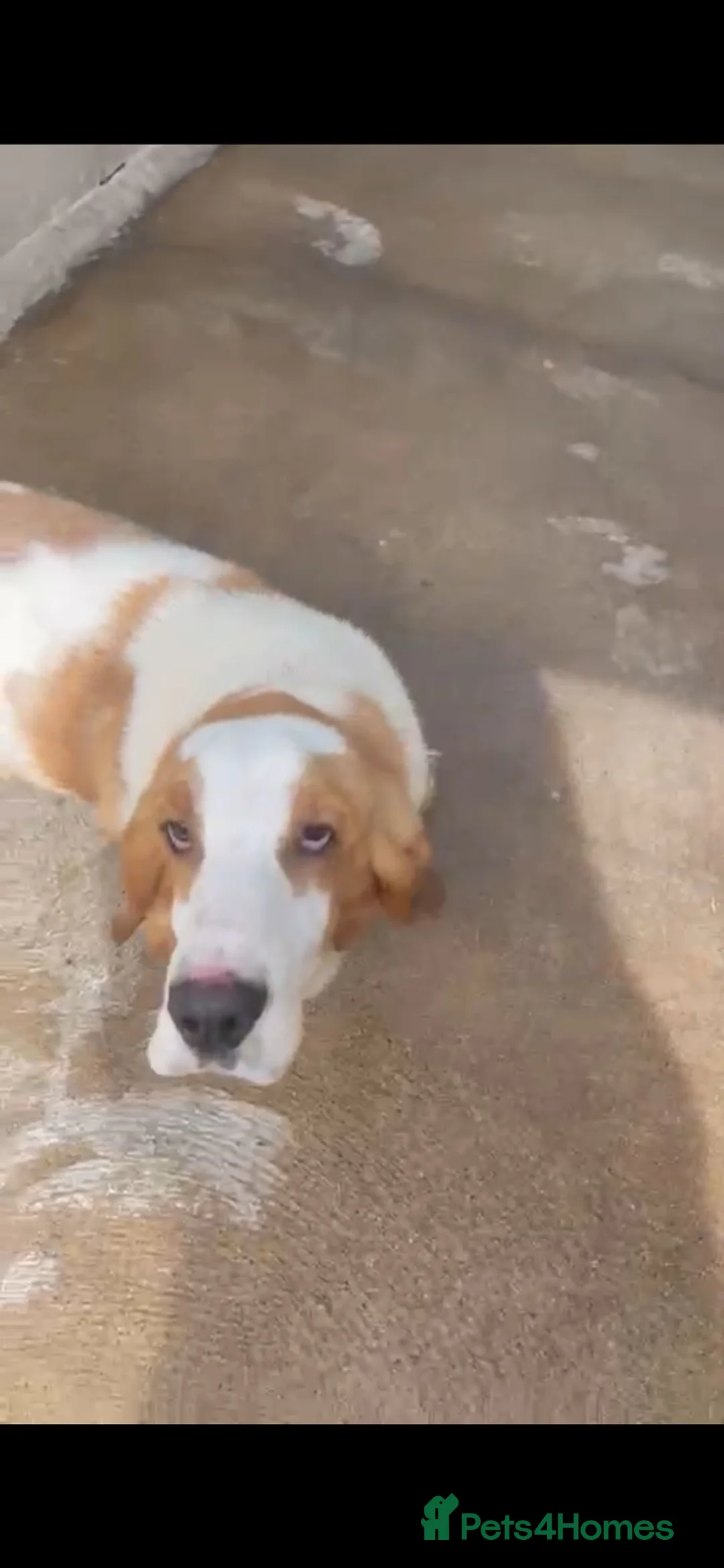 Basset Hound dogs for sale: Male and female Basset hound  - Advert 2