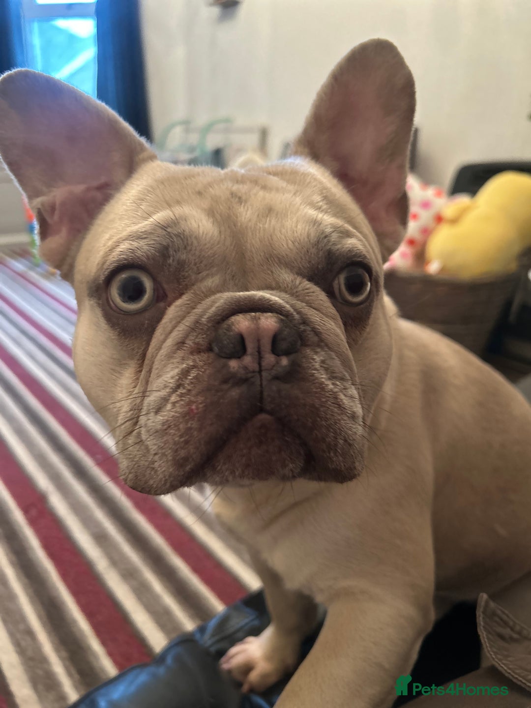 French Bulldog dogs for sale: Platinum mearl French bulldog in Torquay - Advert 1