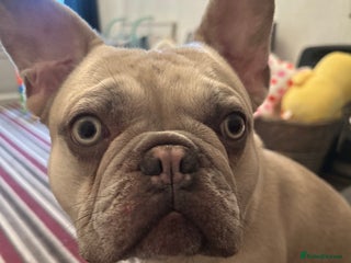 French Bulldog dogs Platinum mearl French bulldog in Torquay - Advert 1