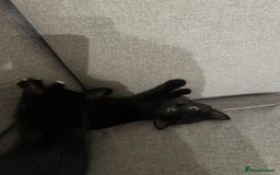 British Shorthair cats for sale: Adorable Kittens Looking for Loving Homes - Image 4