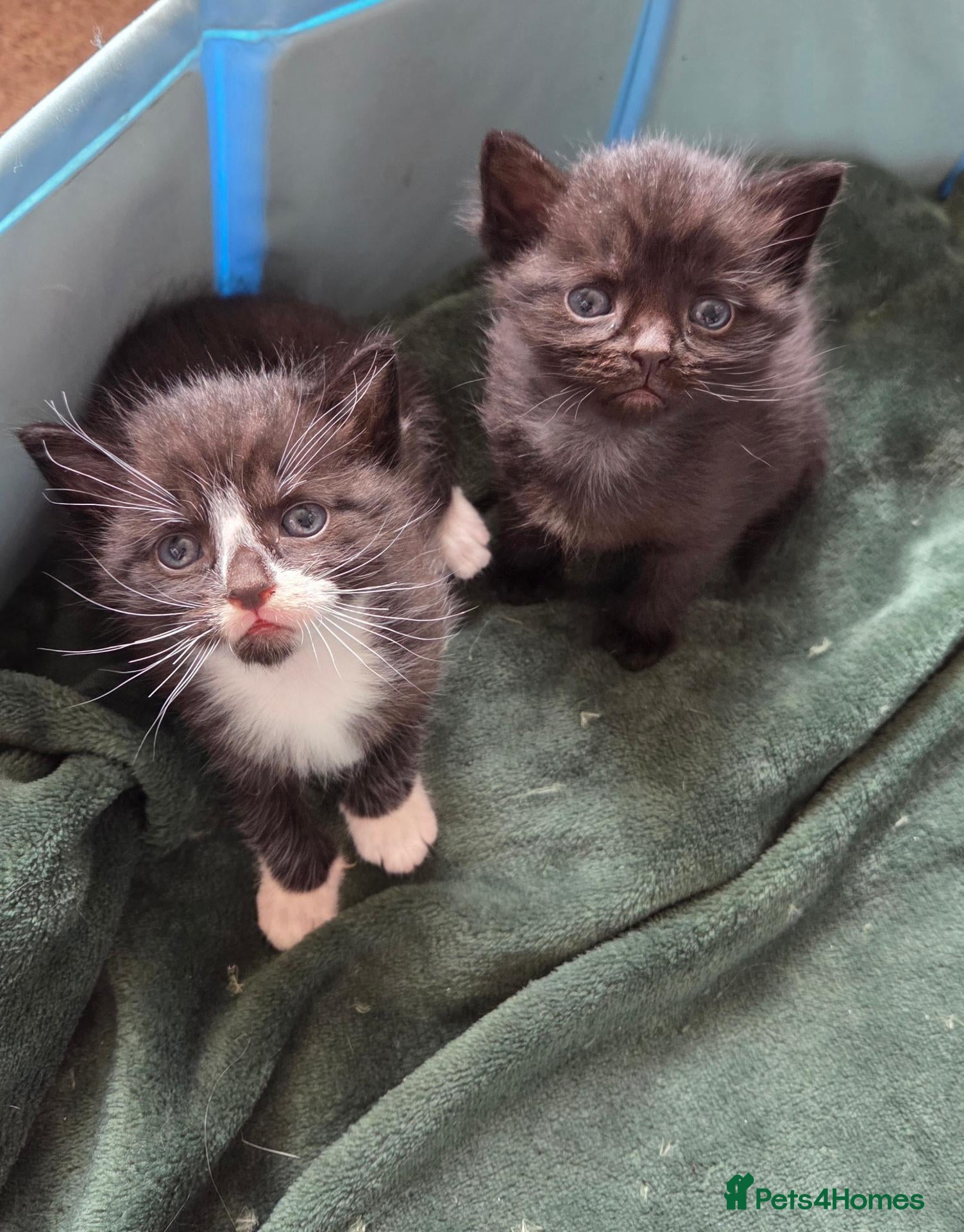Mixed Breed cats 2 Beautiful Kittens ready for their forever home - Advert 1