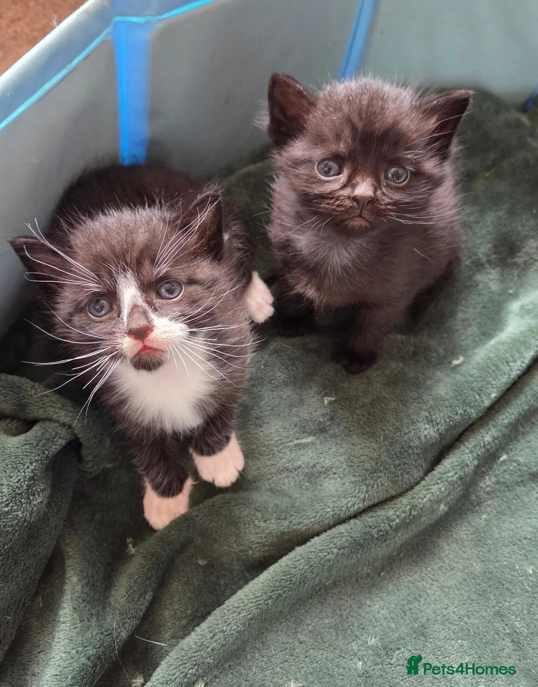Mixed Breed cats for sale: 2 Beautiful Kittens ready for their forever home - Advert 1
