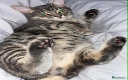 Domestic Shorthair cats for sale: Beautiful boys for sale  - Image 5