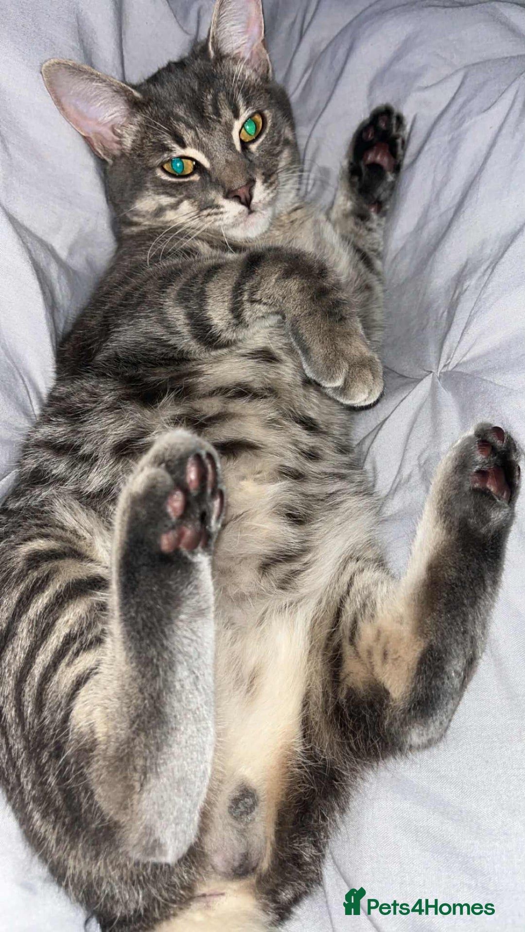Domestic Shorthair cats for sale: Beautiful boys for sale  - Image 5