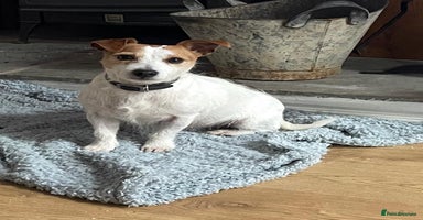 Jack Russell dogs Short legs Jack Russell  - Advert 3