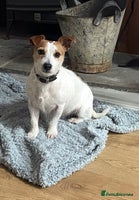 Jack Russell dogs Short legs Jack Russell - Advert 3