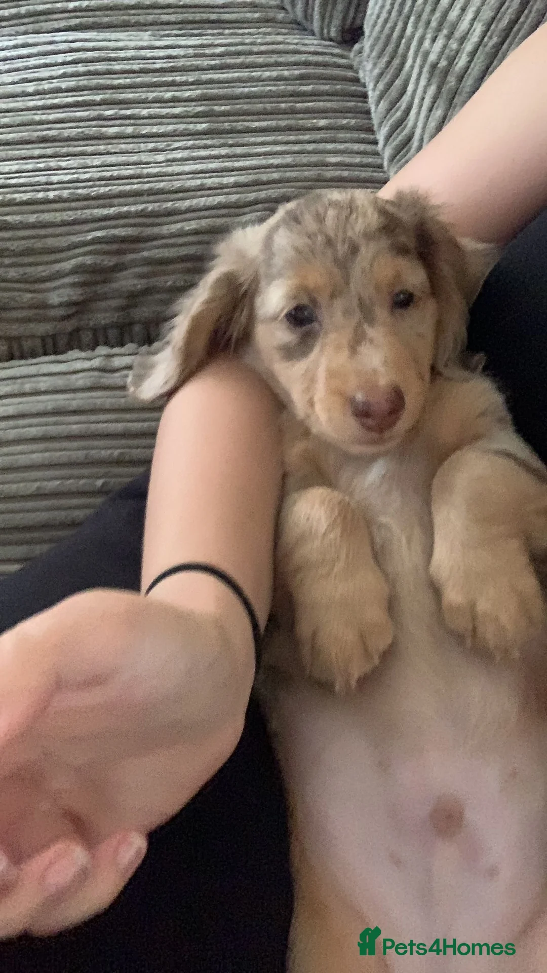 Dachshund dogs for stud: Long haired chocolate dapple dachshund for stud  in Gosport - Advert 13