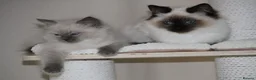 Ragdoll cats for sale: Beautiful ragdoll kittens in Manchester - Advert 14