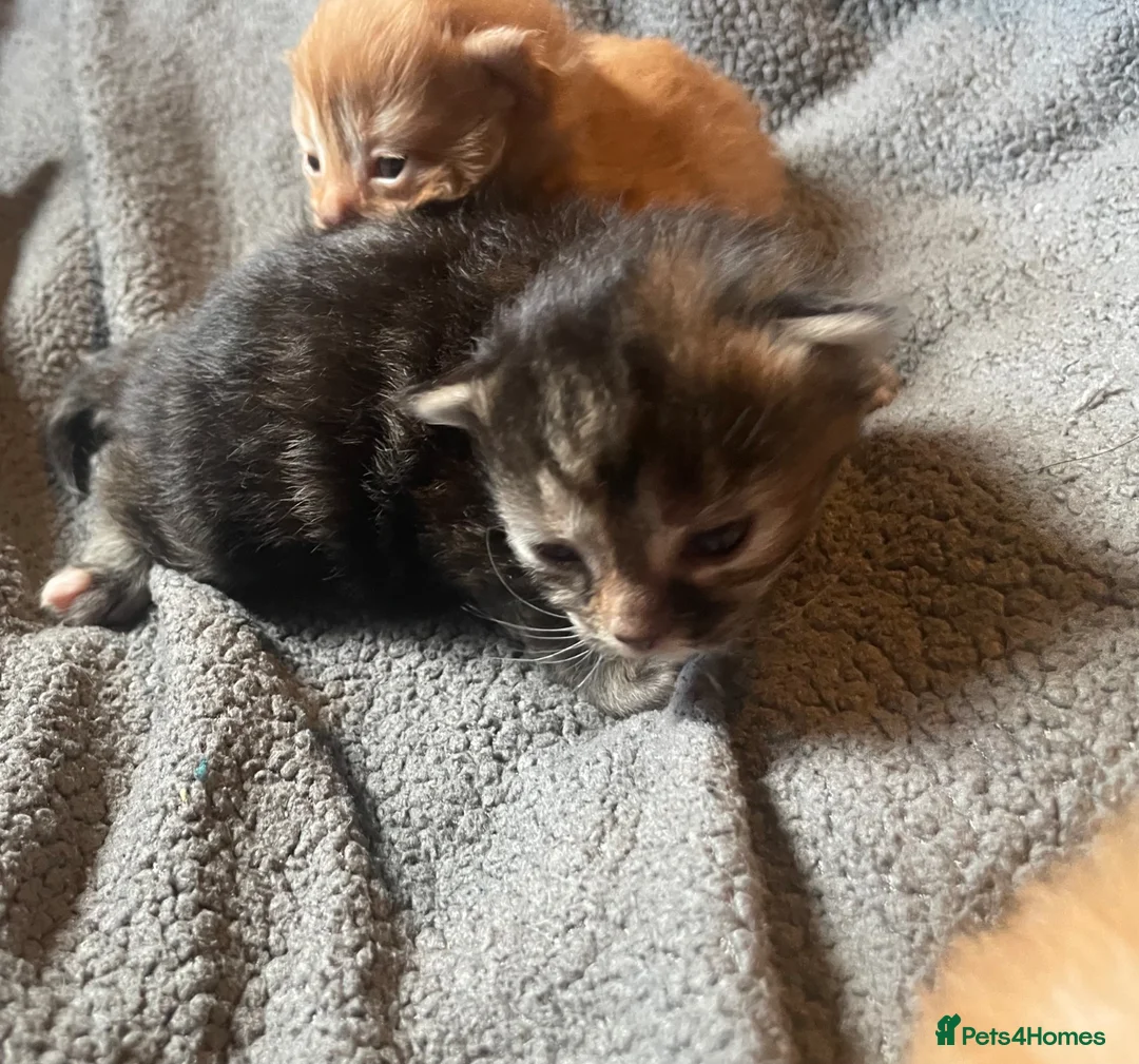Mixed Breed cats for sale: Kittens - Advert 5