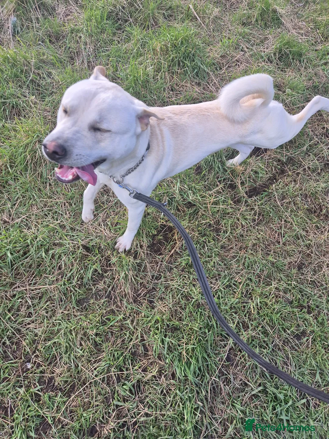 Mixed Breed dogs for sale: Duke Urgently needs a new home - Advert 2