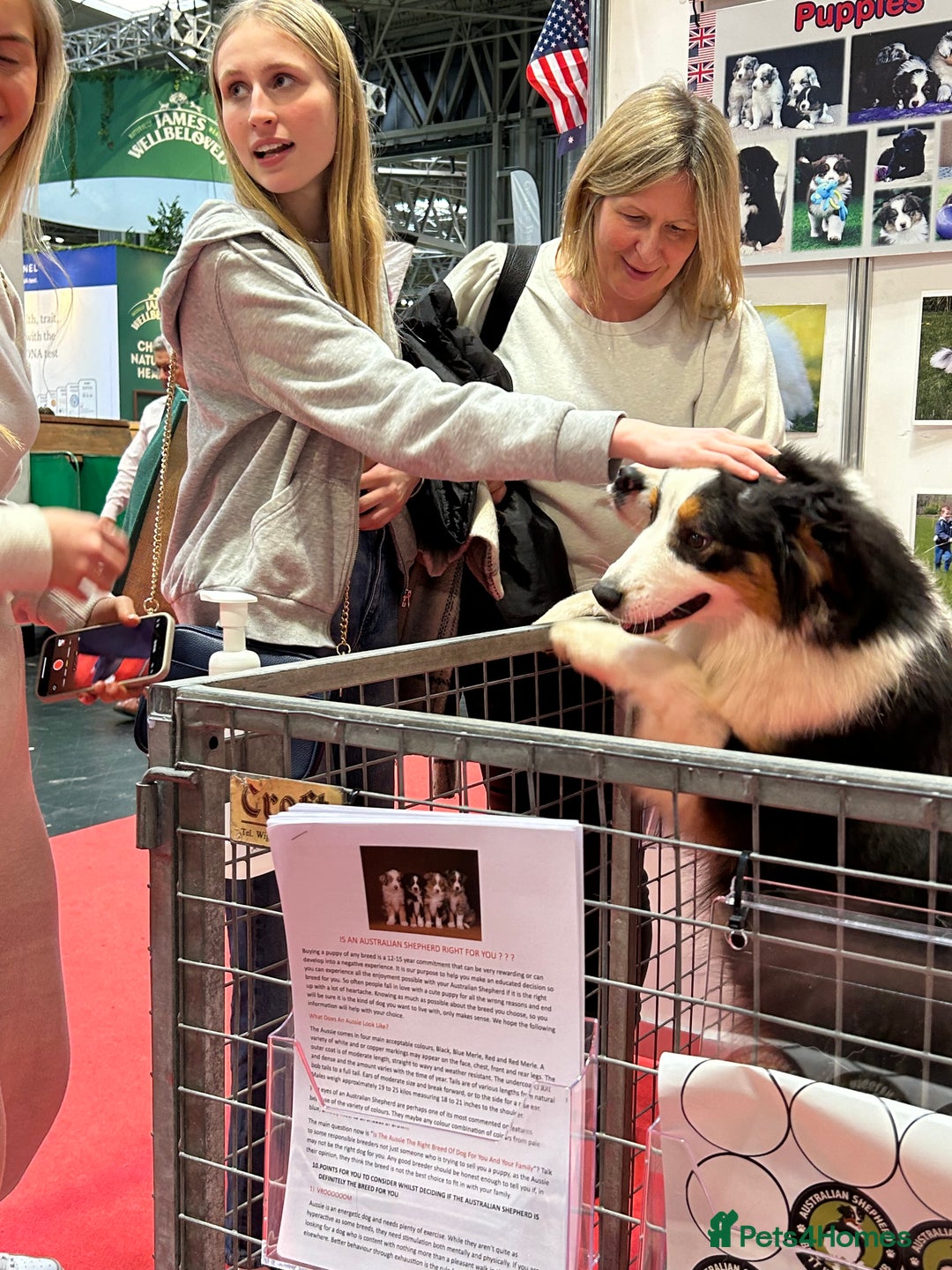 Australian Shepherd dogs for sale: Black Tri Australian Shepherd Female - Advert 2