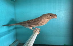 Canaries birds for sale: Young canaries  - Image 10