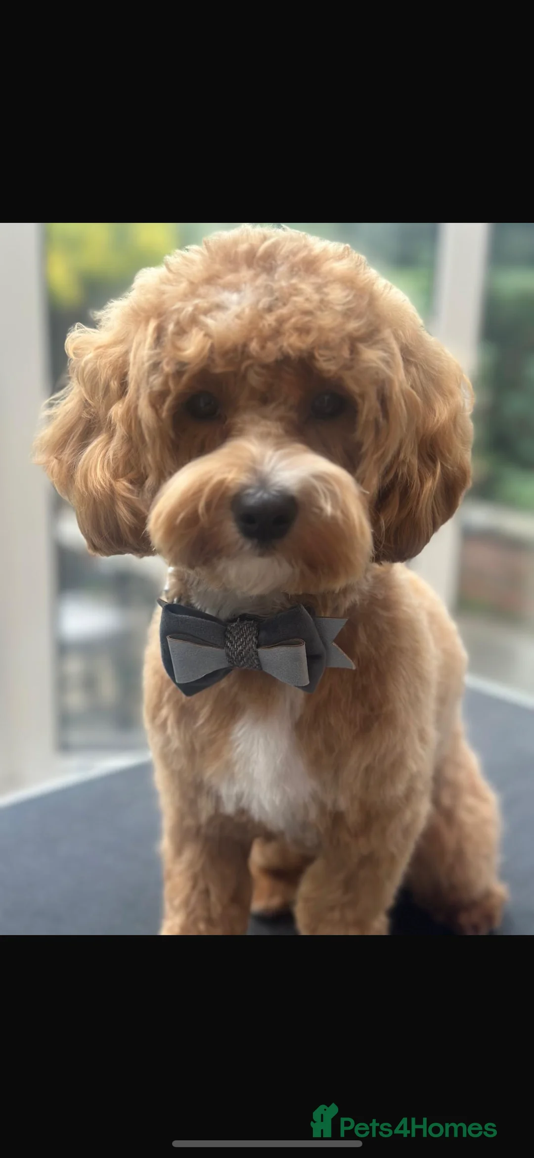 Mixed Breed dogs for sale: Malshipoo Puppy looking for his forever home - Advert 9