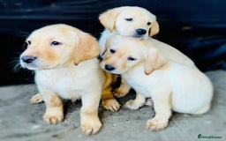 Labrador Retriever dogs for sale: Labrador Puppies  - Image 9
