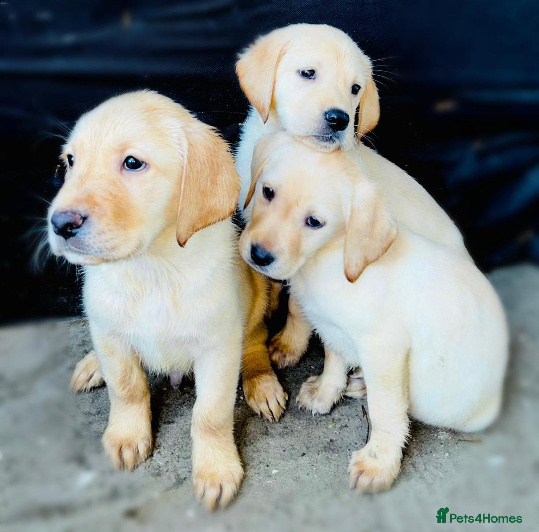 Labrador Retriever dogs for sale: Labrador Puppies  - Image 9
