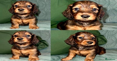 Dachshund dogs in Tamworth - Advert 12