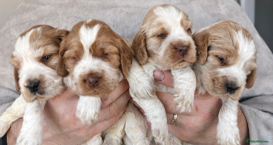 Cocker Spaniel dogs Show Cocker Spaniel Puppies 🐾 - Advert 15