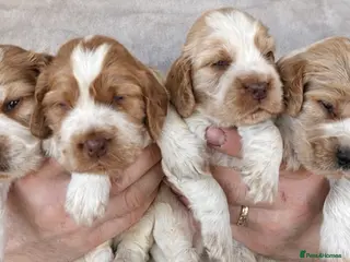 Cocker Spaniel dogs Show Cocker Spaniel Puppies 🐾 - Advert 15
