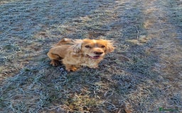 Cocker Spaniel dogs for stud: PROVEN STUD DOG HEALTH TESTED in Ingatestone - Image 10