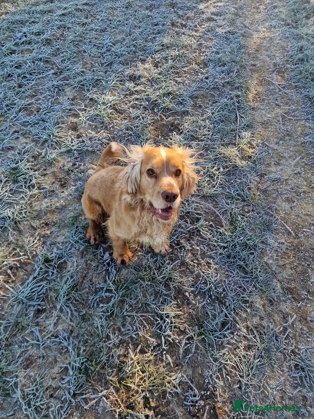 Cocker Spaniel dogs for stud: PROVEN STUD DOG HEALTH TESTED in Ingatestone - Image 10