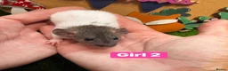 Rat rodents for sale: Baby Dwarf Rat Rats Males Females  - Advert 3