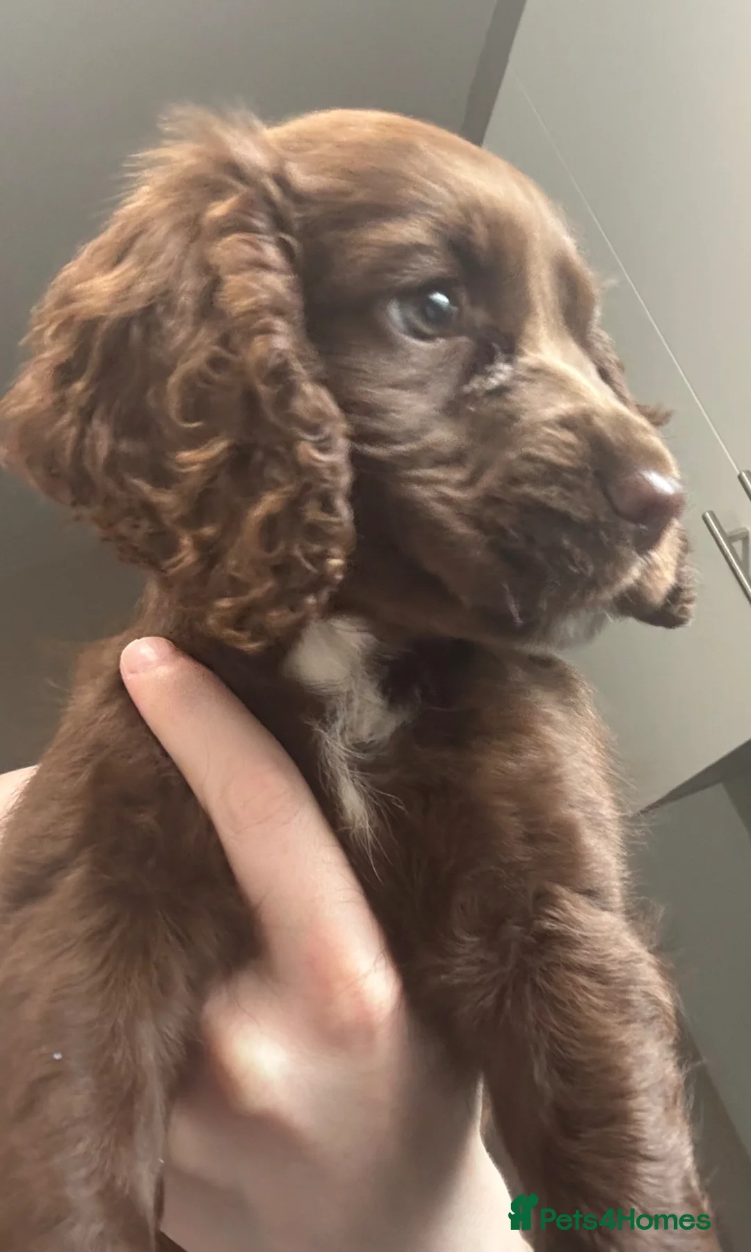 Cocker Spaniel dogs for sale: Cocker Spaniel  in Wallsend - Advert 3