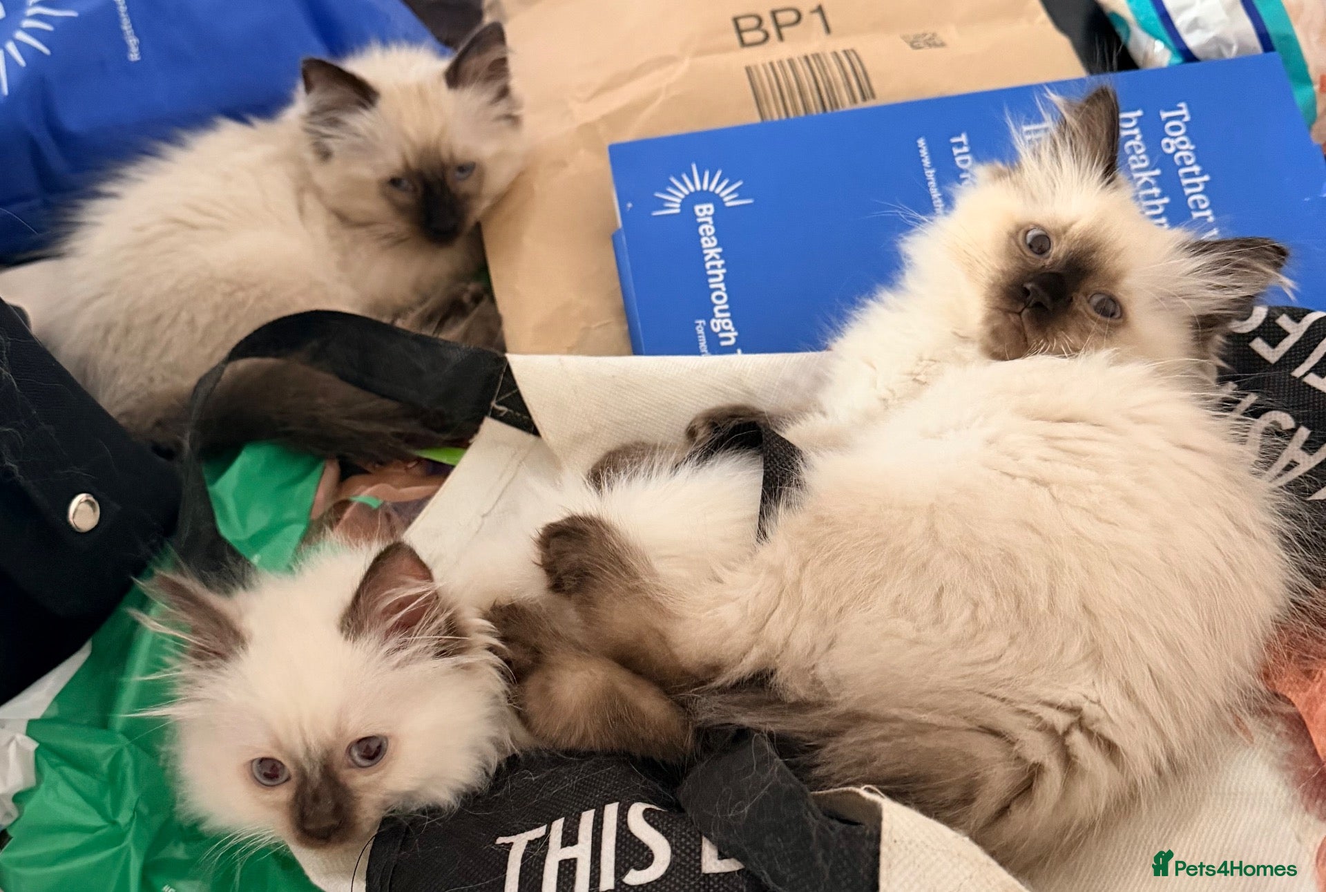 Ragdoll cats ❤️ 5 stunning ragdoll kittens ❤️ - Advert 17