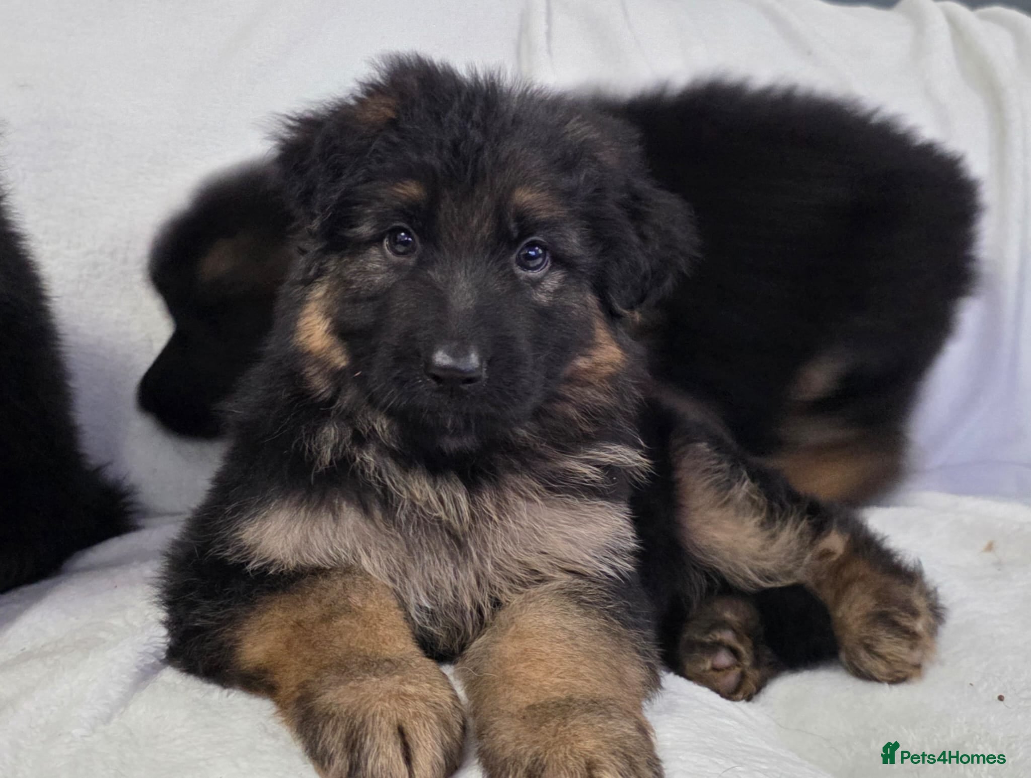 German Shepherd dogs Gorgeous German Shepherd Puppies For Sale - Advert 2