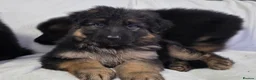 German Shepherd dogs for sale: Gorgeous German Shepherd Puppies For Sale - Advert 3