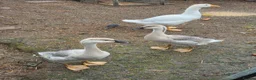 Geese poultry for sale: Trio of Geese ,  Ebden and Chinese goose. - Advert 2