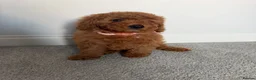Cockapoo dogs for sale: F1b toy cockapoo Ready to leave  - Advert 12