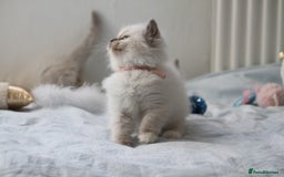 Ragdoll cats for sale: Active TICA princesses 👑❤️🩷💜 - Image 16