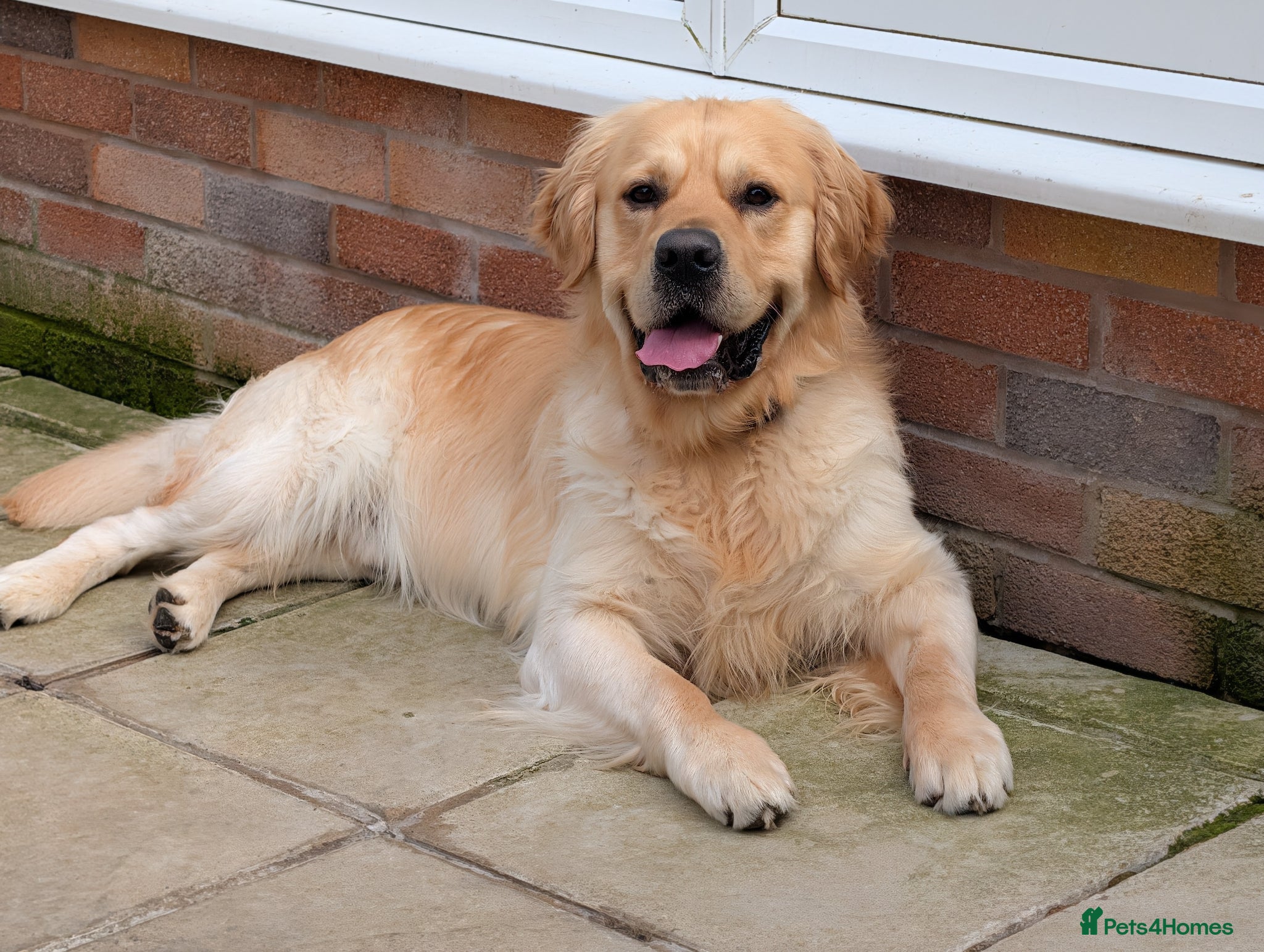 Golden Retriever dogs Cesarka Golden Retrievers - Advert 14