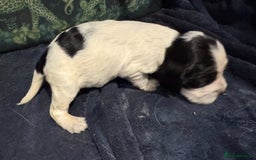 Cocker Spaniel dogs for sale: KC show cocker puppies black white blue roan - Image 7